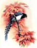 Схема вышивки «Рисунки птиц»