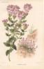 Схема вышивки «Revue Horticole Botanical Book »