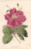 Revue Horticole Botanical Book : оригинал