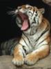Схема вышивки «Тигр зевает»