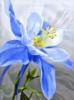Голубой цветок: оригинал