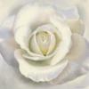 Схема вышивки «Подушка "Белая  роза "»