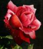 Схема вышивки «Роза с каплям и росы»