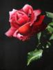 Схема вышивки «Роза с каплями росы»