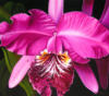 Схема вышивки «Потрясающая орхидея»