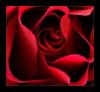 Схема вышивки «Подушка-красная роза»