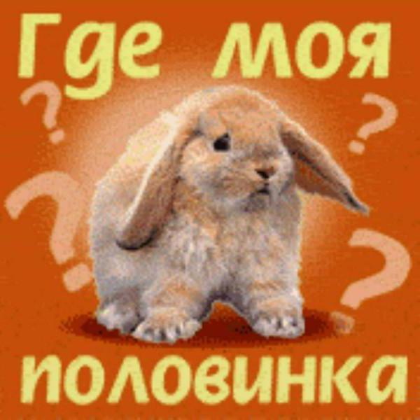 Где моя зайка. Где моя зая. Как расшифровывается зая. Милая зая. Твоя зая картинка.