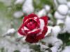 Схема вышивки «Роза и снег»