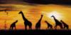 Схема вышивки «Жирафы на закате»