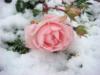 Роза на снегу: оригинал
