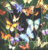 Схема вышивки «Полет бабочек»