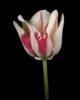 Схема вышивки «Tulipa Sorbet »