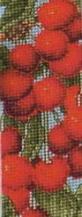 Черешенька, закладка, ягоды, фрукты, черешня