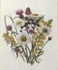 Схема вышивки «Knapweed, Ox-eye Daisy and Toad»