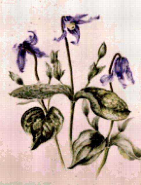 Clematis Integrifolia , botanic