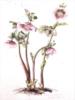 Схема вышивки «Lenten Rose: Helleborus orienta»