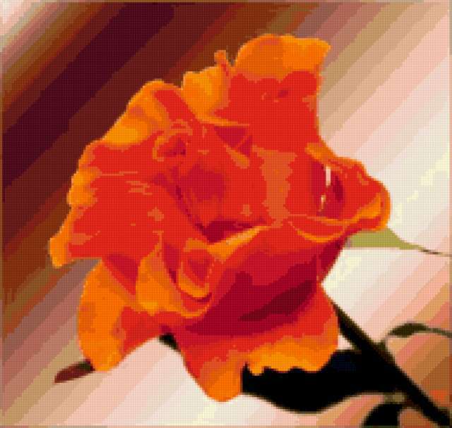 , цветы, роза