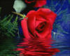Схема вышивки «Красная роза в воде»
