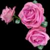 Схема вышивки «Розовые розы на черном фоне»