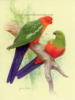 Схема вышивки «Парочка попугаев»