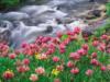 Горная речка и цветы: оригинал