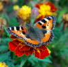 Схема вышивки «Бабочка на цветочке»