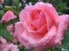 Розовая роза в капельках воды: оригинал