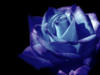 Синяя роза: оригинал