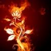 Огненый цветок: оригинал