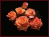 Схема вышивки «Розы цвета заката»