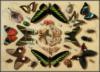 Схема вышивки «Композиция с бабочками»