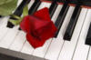 Схема вышивки «Роза на рояле»