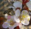 Схема вышивки «Цветок яблони и пчела»