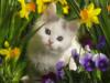 Схема вышивки «Котёнок и цветы»
