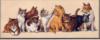 Схема вышивки «Девять кошек»