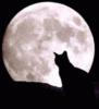 Схема вышивки «Черный кот, луна»