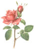 Схема вышивки «Панно "Роза"»