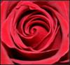 Схема вышивки «Подушка "Красная роза"»