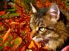 Кошки и осень: оригинал