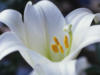Схема вышивки «White lily»