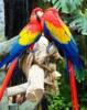 Схема вышивки «Влюбленные попугаи»
