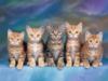 Схема вышивки «Ребятки-котятки»