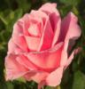 Схема вышивки «Подушка-цветок(роза)»