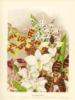 Цветы в гравюрах 19 века..: оригинал
