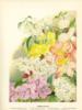 Схема вышивки «Цветы в гравюрах 19 века..»