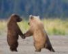 Медвежья дружба: оригинал