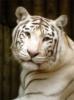 Схема вышивки «Белая тигрица»