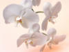 Схема вышивки «Орхидеи 4»