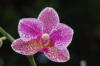 Орхидеи 6: оригинал