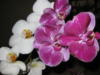 Схема вышивки «Мои домашние орхидеи 1»